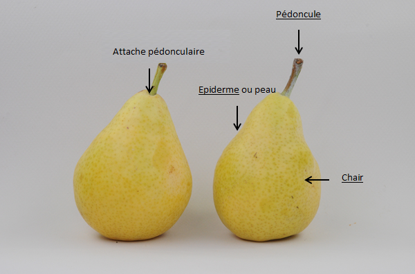 Fiches techniques Agréage - Poire